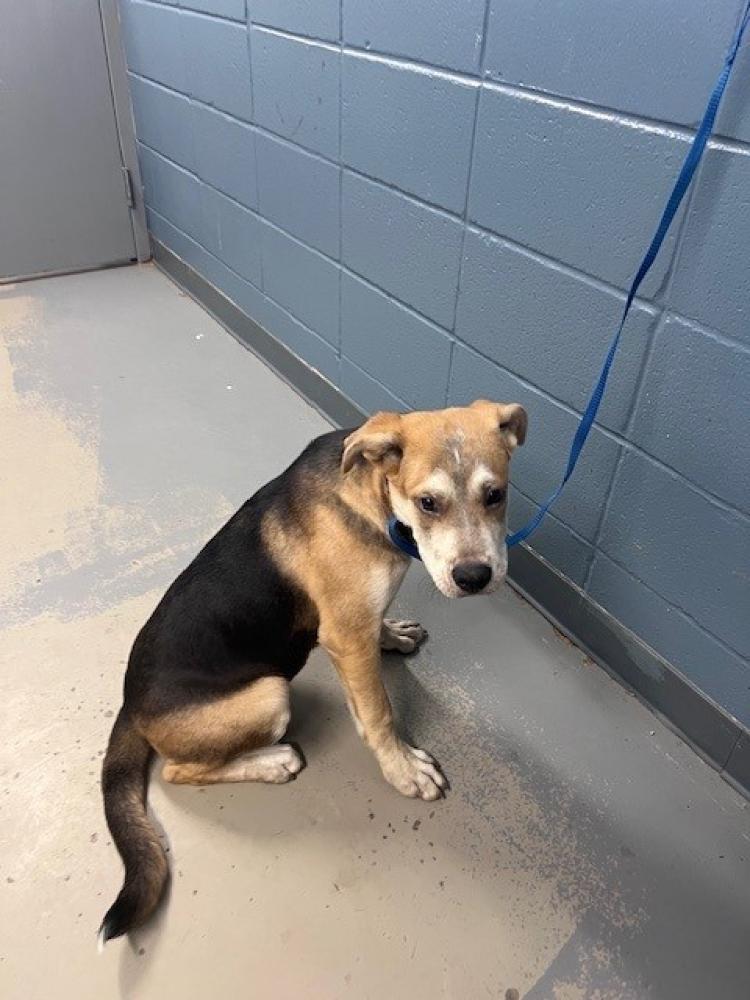 Shelter Stray Male Dog last seen Near BLOCK BISHOP RD, TALLAHASSEE FL 32305, Tallahassee, FL 32311