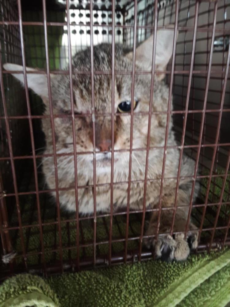 Shelter Stray Male Cat last seen TWIN CREEKS RD, Austin, TX 78702