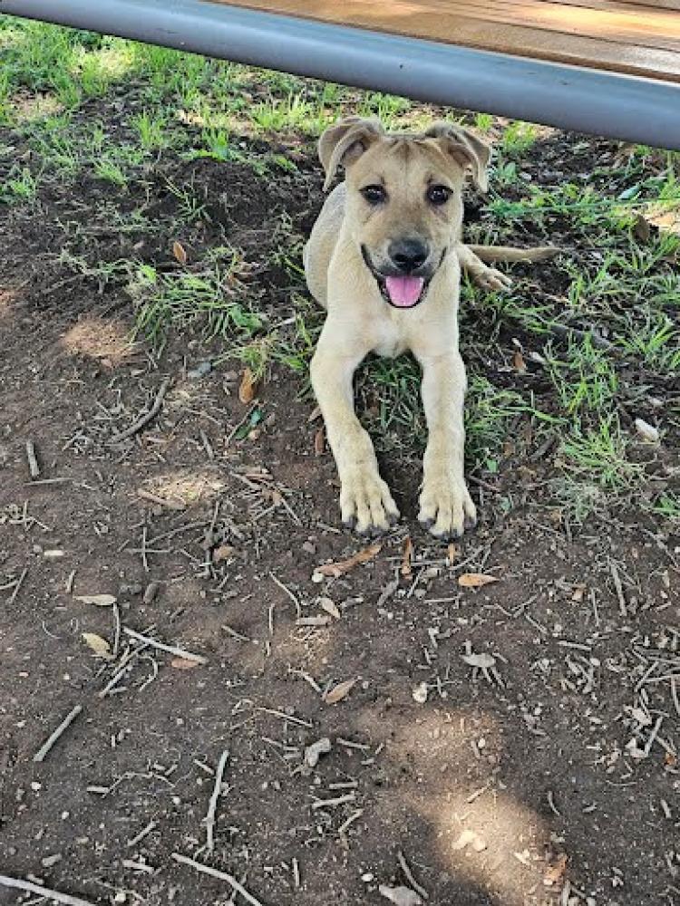 Shelter Stray Female Dog last seen Near BLOCK CAMERON ROAD, Austin, TX 78702