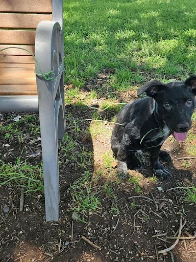 Shelter Stray Male Dog last seen Near BLOCK CAMERON ROAD, Austin, TX 78702