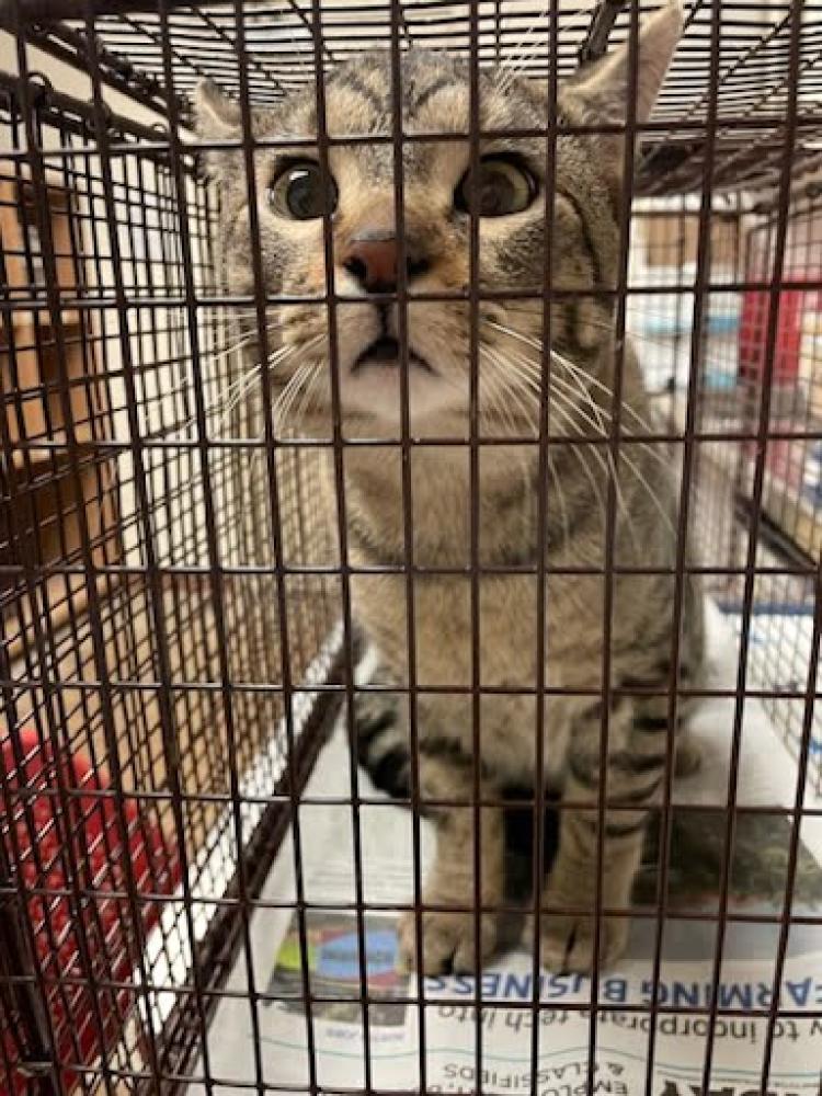 Shelter Stray Male Cat last seen Near BLOCK WARFIELD WAY, Austin, TX 78702