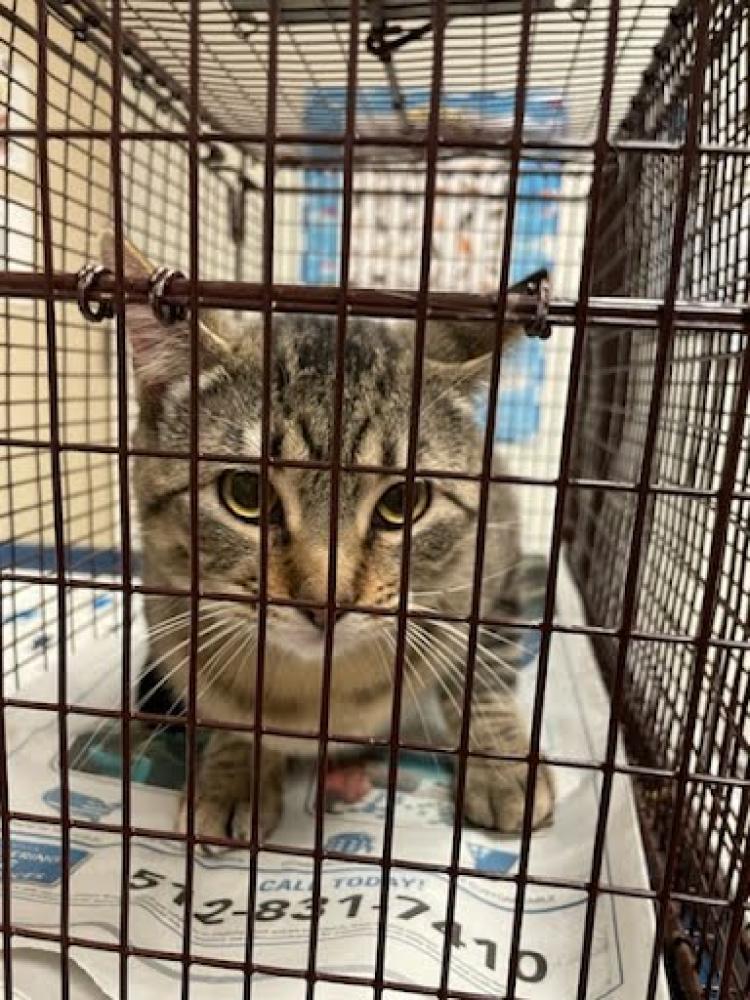 Shelter Stray Unknown Cat last seen Near BLOCK WARFIELD WAY, Austin, TX 78702