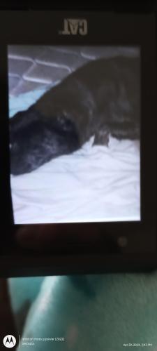 Lost Female Dog last seen Emogene and Dunn Ave Mobile Al 36606, Mobile, AL 36606
