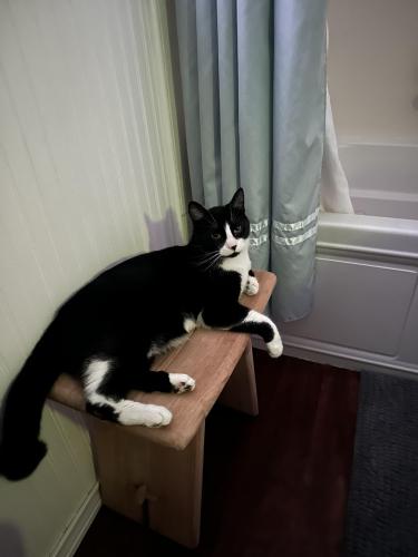 Lost Male Cat last seen 90th and Brookside, Niagara Falls, NY 14304