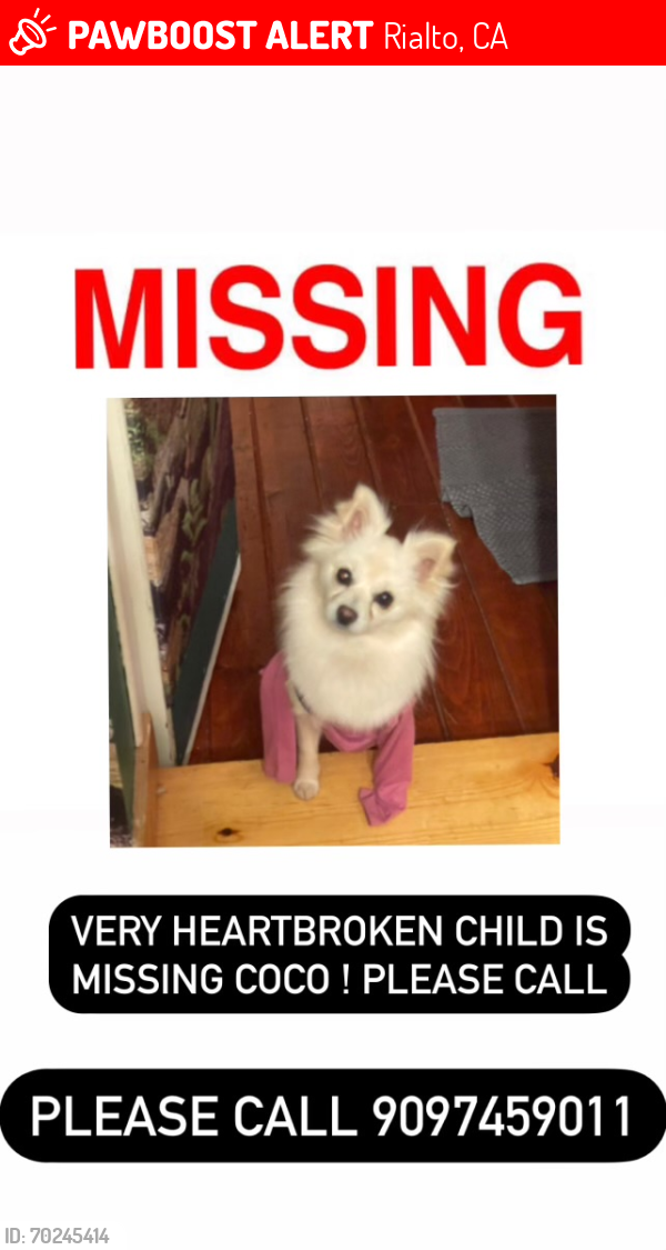 Lost Female Dog last seen Lilac ave and cactus st, Rialto, CA 92376