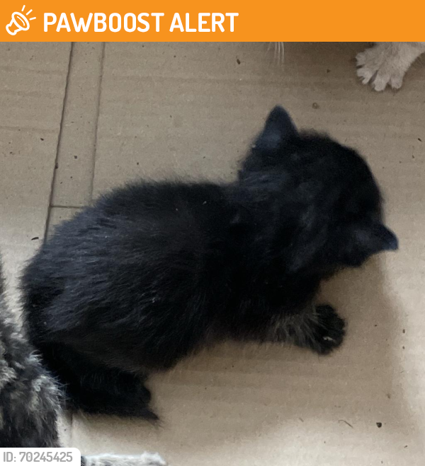 Shelter Stray Unknown Cat last seen , Dickinson, TX 77539