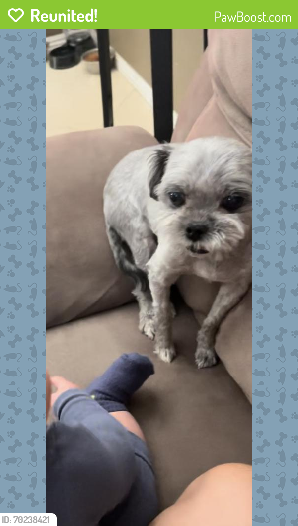 Reunited Male Dog last seen St Rose and Amigo by Costco , Henderson, NV 89052