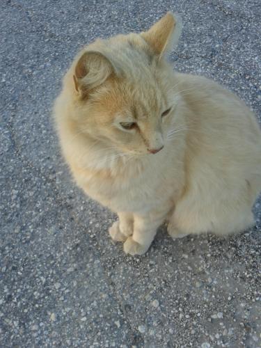 Lost Male Cat last seen Orchid Lake Road and Congress St New Port Richey, New Port Richey, FL 34653