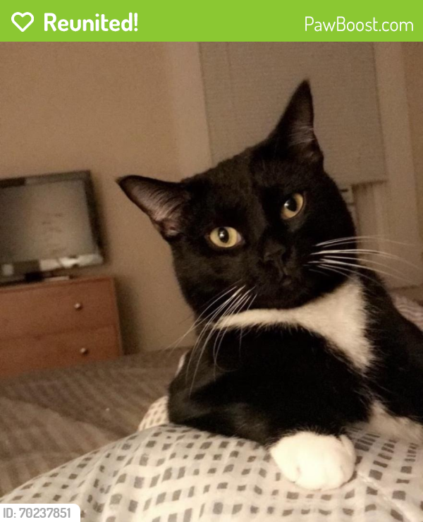 Reunited Male Cat last seen Roup and Coral, Pittsburgh, PA 15206