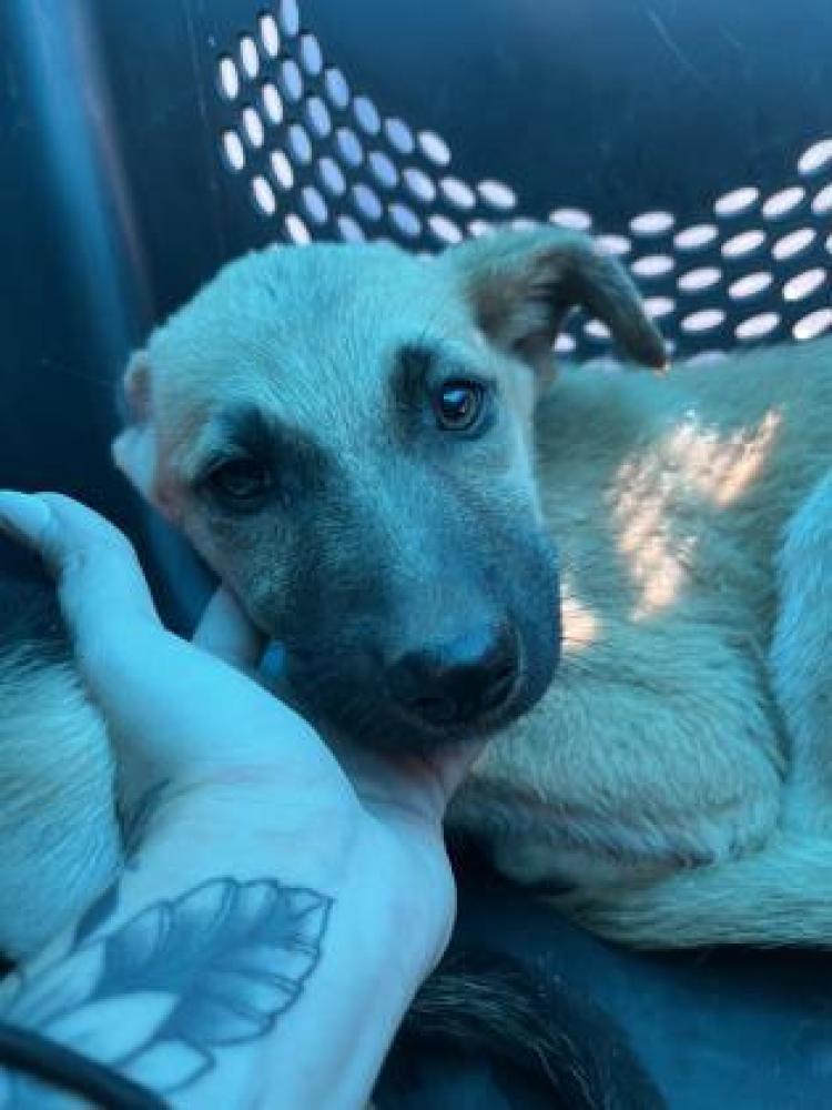Shelter Stray Female Dog last seen E Lincoln Ave & Bethel Ave, Del Rey Zone Fresno CO 3 93616, , Fresno, CA 93706