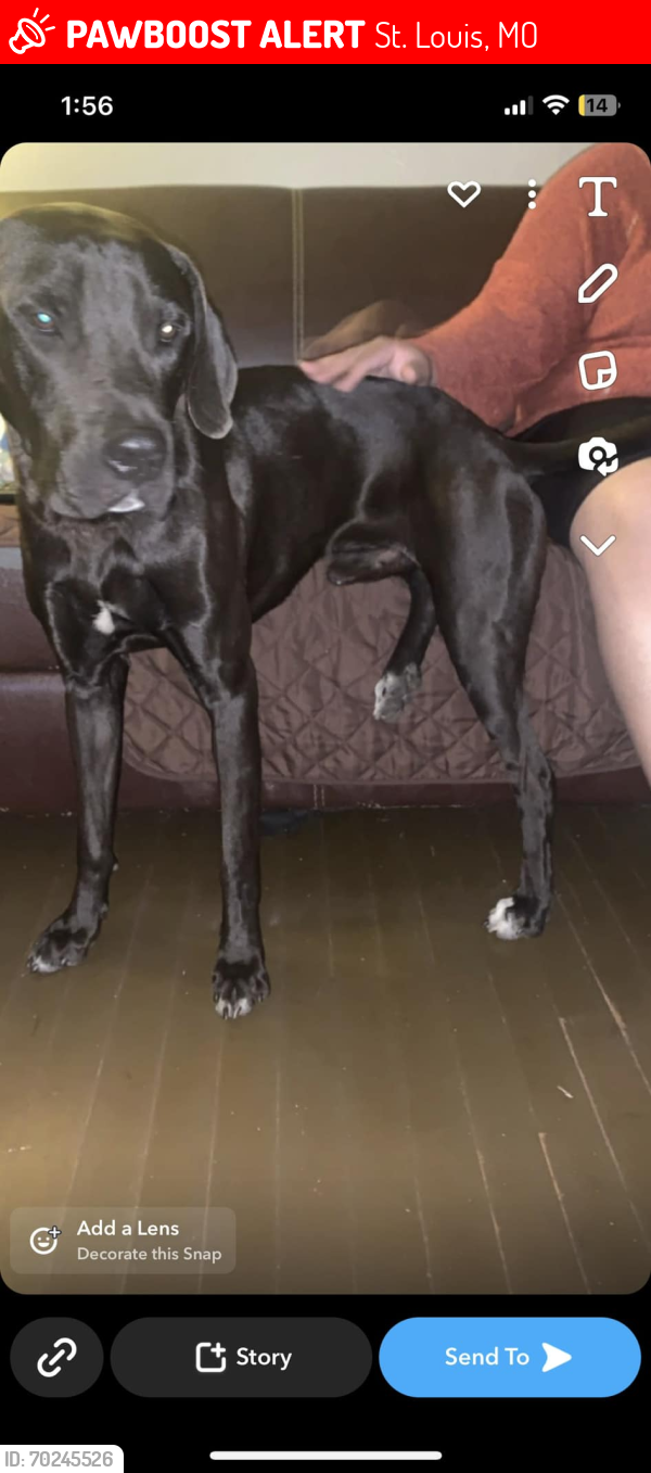 Lost Male Dog last seen Loughborough and South Broadway, South Saint Louis MO, St. Louis, MO 63116
