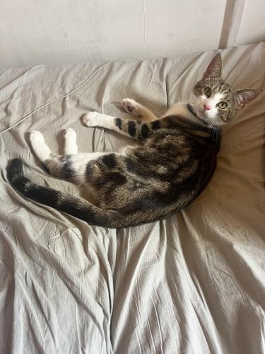 Lost Male Cat last seen M96ha , Greater Manchester, England M9 6HA