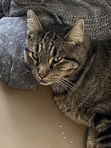 Lost Male Cat last seen South Academy and Chelton, Colorado Springs, CO 80910