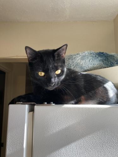 Lost Male Cat last seen the corner of New York Ave and Amelia Ave , DeLand, FL 32724
