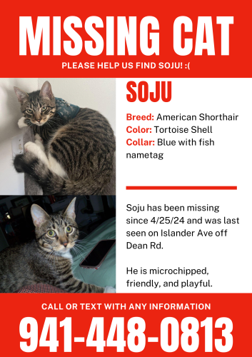 Lost Male Cat last seen Riverside Estates off Dean Rd, Orlando, FL 32825