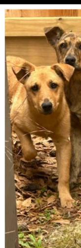 Lost Female Dog last seen Louetta and Old Louetta, Colony Creek Village, TX 77379