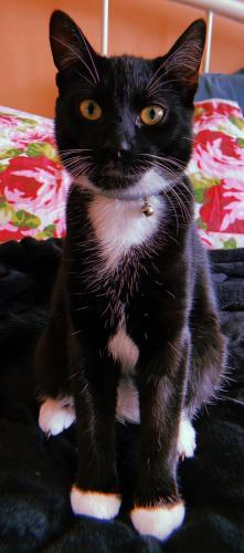 Lost Male Cat last seen Hillview Road, beeches close,woodland Road,pinewood close, Rednal, England B45 9HD