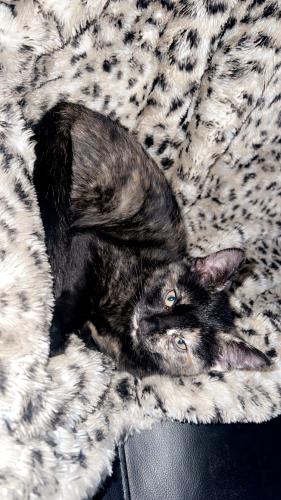 Lost Female Cat last seen whitehorn, Calgary, AB T1Y