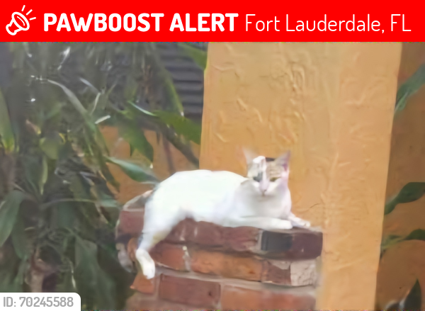Lost Female Cat last seen 16th Street,  south of Davie Blvd, Fort Lauderdale, FL 33312