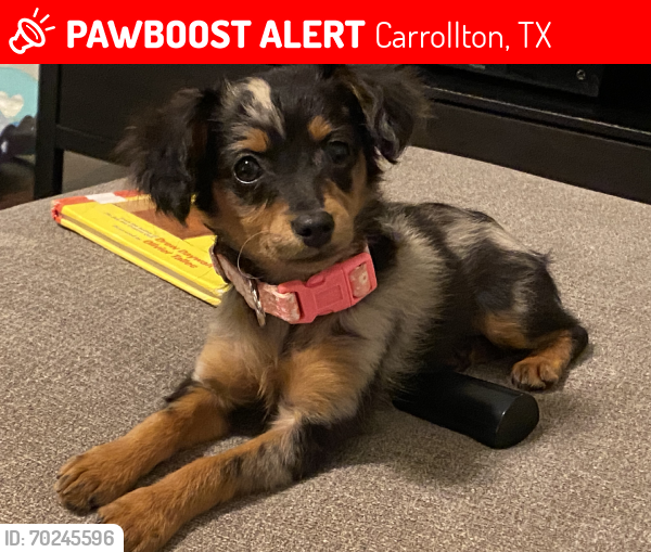 Lost Female Dog last seen Cornell & Muirfield, Carrollton, TX 75007