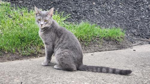 Lost Male Cat last seen Springboro Lane SPRINGBURNE OF POLARIS complex. , Columbus, OH 43235