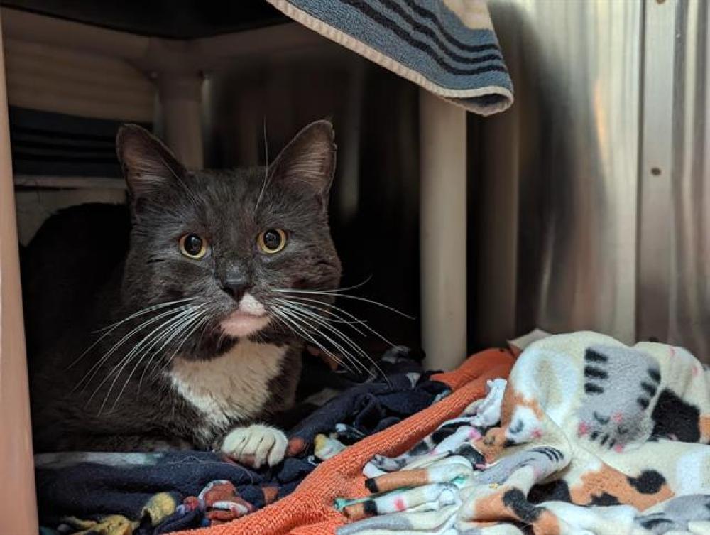 Shelter Stray Male Cat last seen Near BLOCK EL SERENO AVE, Pasadena, CA 91105