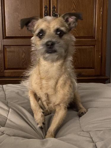 Lost Male Dog last seen 68th Ave and Utopia, Glendale, AZ 85308