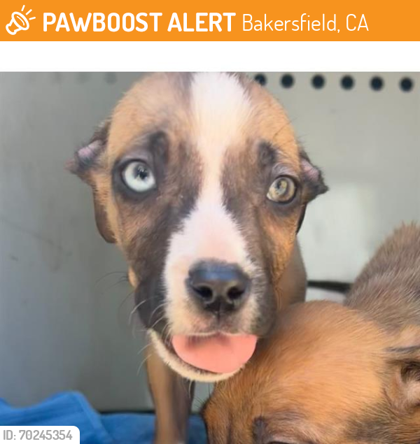 Shelter Stray Male Dog last seen Near BLK NILES ST, BAKERSFIELD, CA, Bakersfield, CA 93307