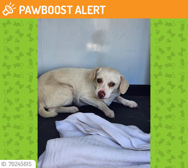 Shelter Stray Male Dog last seen Near BLOCK CHALET ST, BAKERSFIELD,CA, Bakersfield, CA 93307