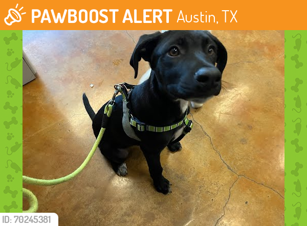 Shelter Stray Male Dog last seen Near BLOCK SHADYWOOD DRIVE, Austin, TX 78702