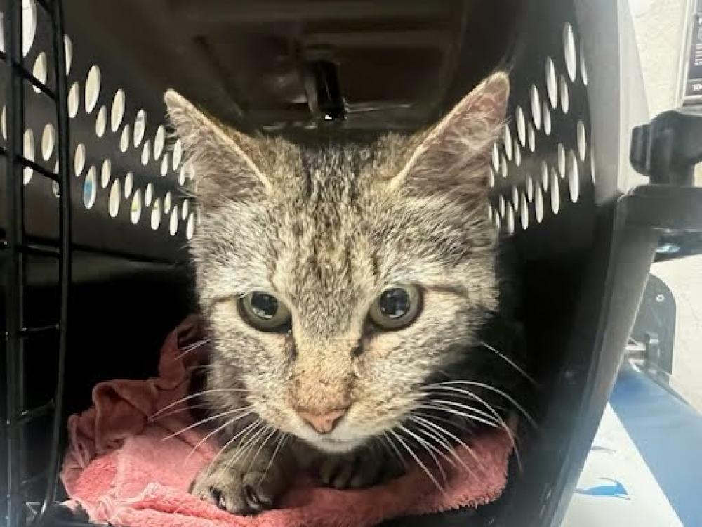 Shelter Stray Female Cat last seen BARTON SKYWAY AND SPYGLASS DRIVE, Austin, TX 78702
