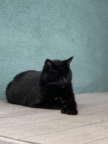 Lost Male Cat last seen Highland and Oak Ave Carlsbad , Carlsbad, CA 92008