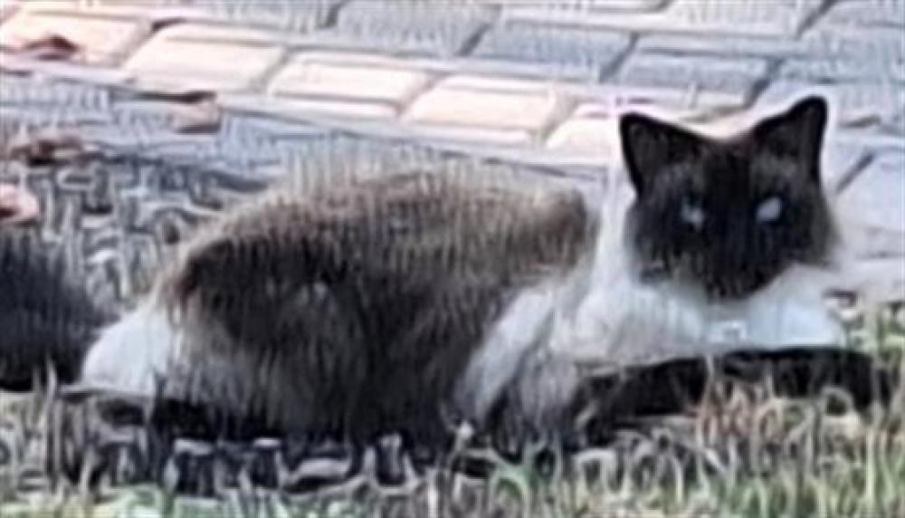 Shelter Stray Unknown Cat last seen HWY 27/WILSON LAKE PKWY CLERMONT 34715, Tavares, FL 32778