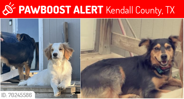 Lost Female Dog last seen High Street & Holiday Road Comfort, Tx 778013, Kendall County, TX 78013
