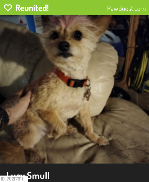 Reunited Female Dog last seen By the Bank of America by Washington and copper, Albuquerque, NM 87108