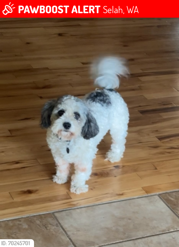 Lost Male Dog last seen Collins Rd. Selah, WA 98942, Selah, WA 98942