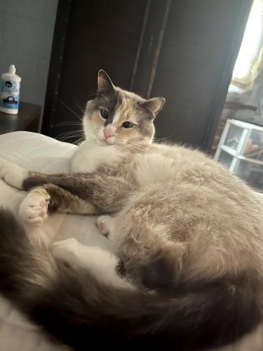 Lost Female Cat last seen Chestnut st, High Point, NC 27262