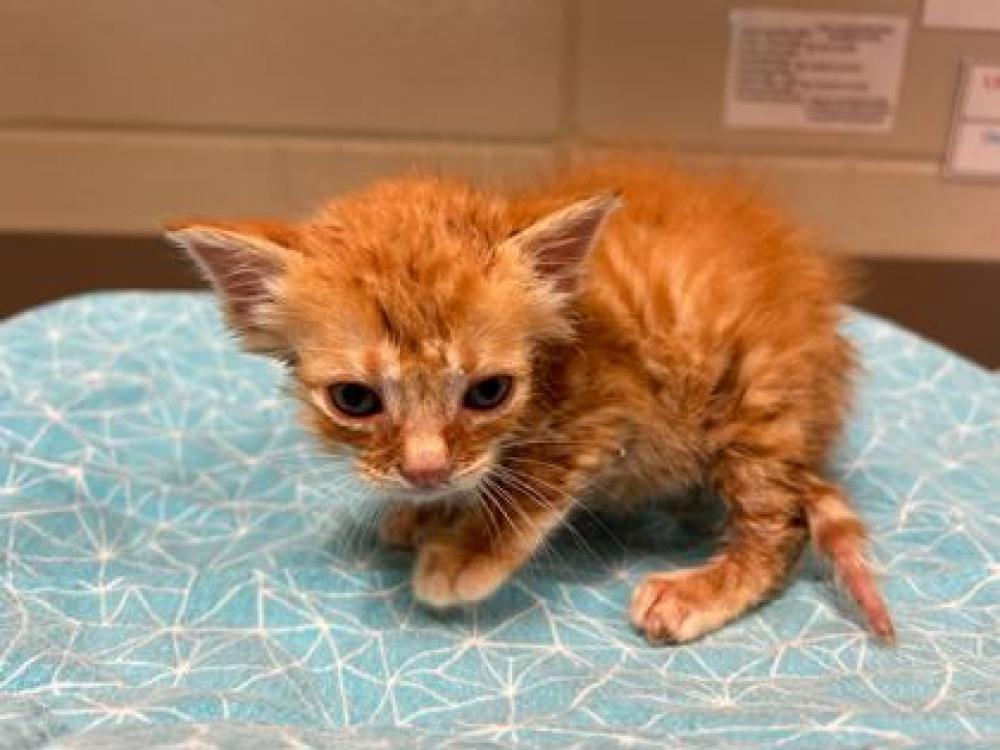 Shelter Stray Male Cat last seen Near Arlington, 70363 - Houma, LA, Gray, LA 70359