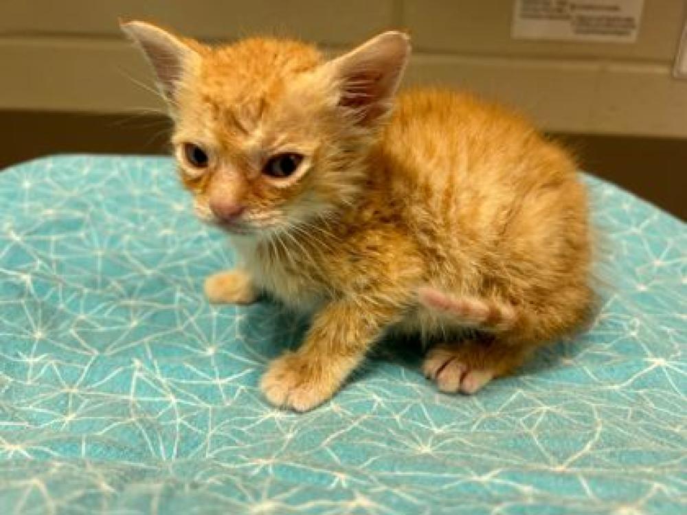 Shelter Stray Male Cat last seen Near Arlington, 70363 - Houma, LA, Gray, LA 70359