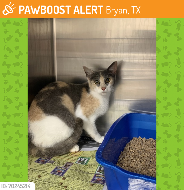 Shelter Stray Female Cat last seen College Station, TX 77840, Bryan, TX 77807