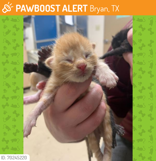 Shelter Stray Male Cat last seen College Station, TX 77840, Bryan, TX 77807