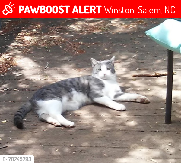 Deceased Male Cat last seen Waughtown St , Winston-Salem, NC 27107