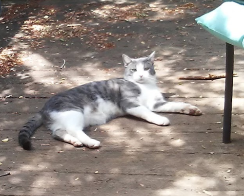 Lost Male Cat last seen Waughtown St , Winston-Salem, NC 27107
