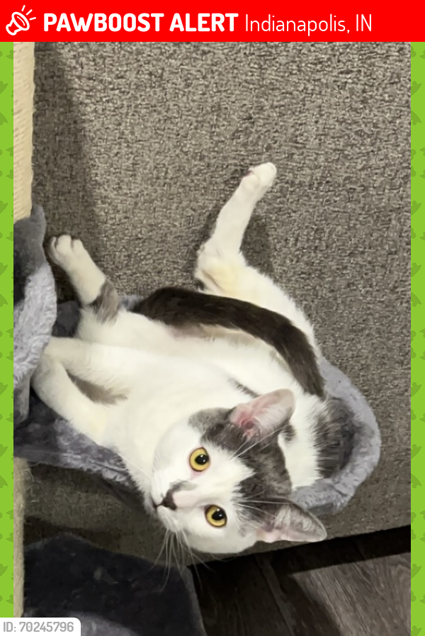 Lost Male Cat last seen Vermont & Central State Boulevard , Indianapolis, IN 46222