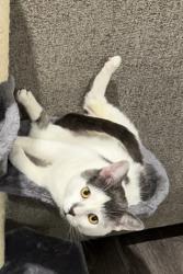 Lost Male Cat last seen Vermont & Central State Boulevard , Indianapolis, IN 46222