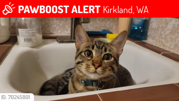 Lost Male Cat last seen NE 74th St, Kirkland WA, Kirkland, WA 98033