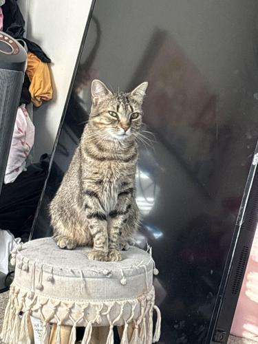 Lost Female Cat last seen Plymouth Ave and walnut , Oreland, PA 19075