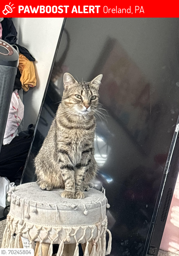 Lost Female Cat last seen Plymouth Ave and walnut , Oreland, PA 19075