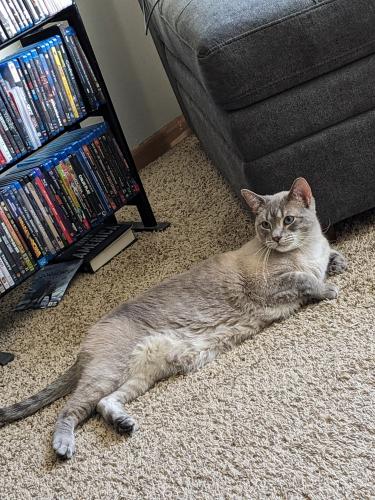 Lost Male Cat last seen Fernbrook Rd and 43rd Ave N , Plymouth, MN 55446