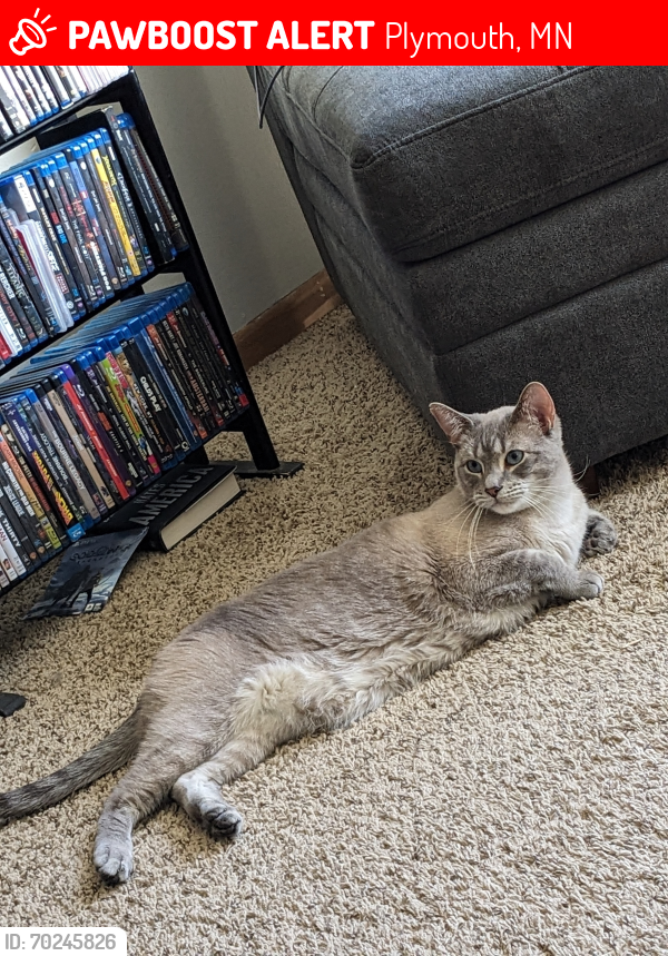Lost Male Cat last seen Fernbrook Rd and 43rd Ave N , Plymouth, MN 55446